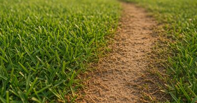 Armyworm invasions: the fast-moving pest that can strip a Florida lawn in 48 hours