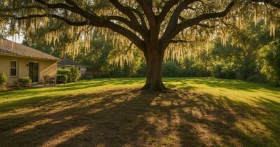 Growing grass in the shade under Florida oaks and palms