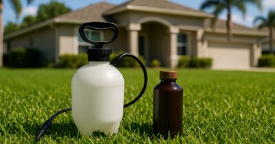 Iron, not nitrogen: greening up your lawn during the summer fertilizer ban