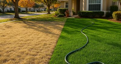 Should you overseed with ryegrass for a green winter lawn?