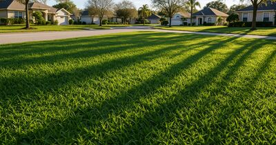 Winter lawn care: keeping St. Augustine grass healthy through the cool months